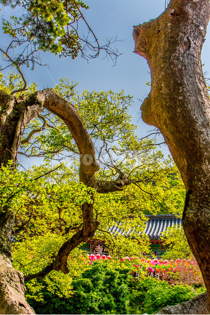 고목,풍경,패턴,무늬,봄,자연,풍경,nature,landscape,한국자연풍경,한국자연경관,korea nature landscape,한국전통,한국문화,korean traditional,korean culture,종교,신앙,religion,belief,faith,plant,식물,tree trunk,나무 줄기,tree,나무