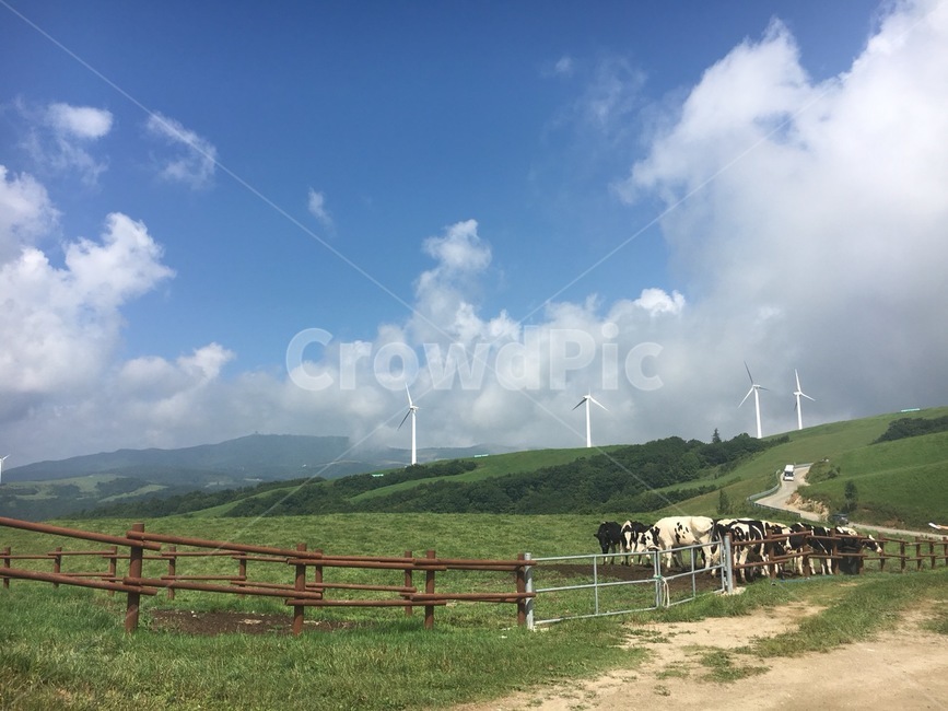 목장,젖소,강원도,하늘,sky,동물,animal,포유류,mammal,산업,industry,industrial,목축업,목장,livestock farming,ranching,pasture