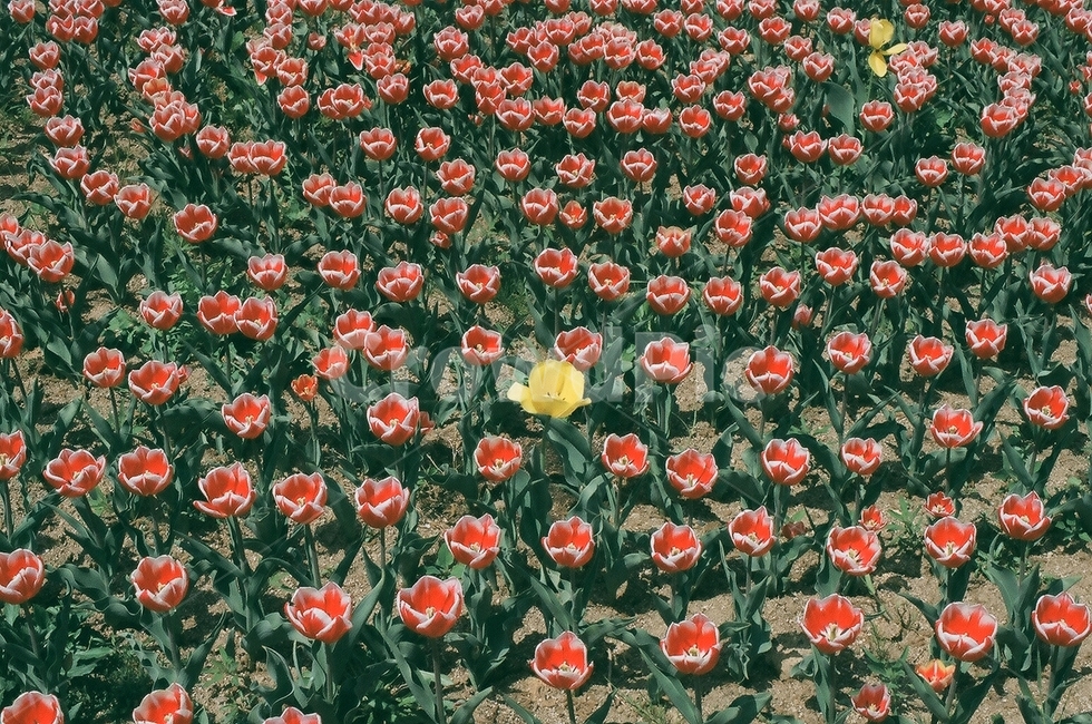꽃,식물,flower,film,spring,봄