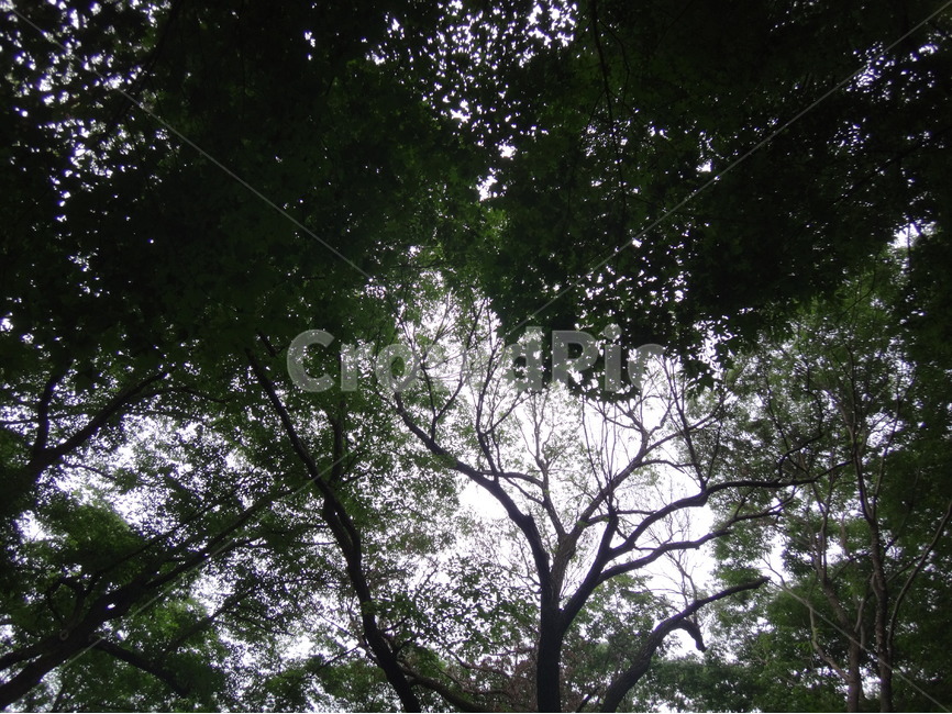 나무,초록,나뭇잎,하늘,햇살,자연,풍경,nature,landscape,식물,plants,나무,trees,wood,tree,plant,tree trunk,나무 줄기