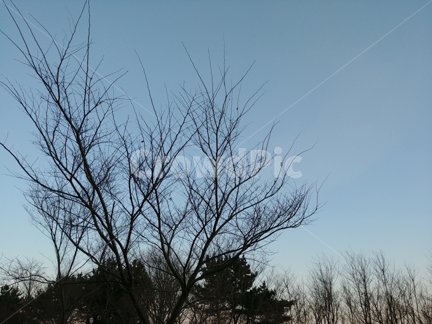 저녁,나무,풍경,하늘,겨울,겨울,계절,winter,season,식물,자연,plants,nature,나무,trees,wood