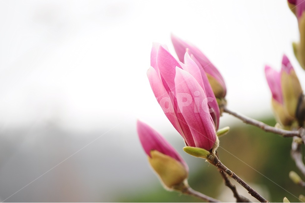 자목련,목련,봄의향현,감성,달콤함,봄,계절,spring,season,식물,자연,plants,nature,꽃,flower,plant,geranium,제라늄,blossom,sprout,새싹,bud,싹