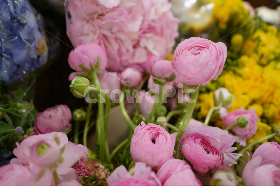 꽃,식물,꽃다발,꽃송이,라넌큘러스,분홍,분홍색꽃,flower,ranunculus,식물,자연,plants,nature,꽃,flower