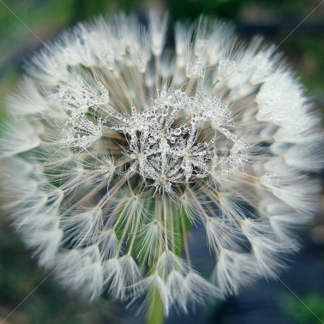 민들레,홀씨,민들레홀씨,새벽,이슬,식물,자연,plants,nature,꽃,flower