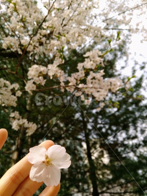 꽃,봄,손,나무,풍경,햇빛,햇살,벚꽃,봄,계절,spring,season,식물,자연,plants,nature,꽃,flower,사람,인물,인간,human,person,감성,sensible,feeling,연출,컨셉,콘셉,direction,concept,plant