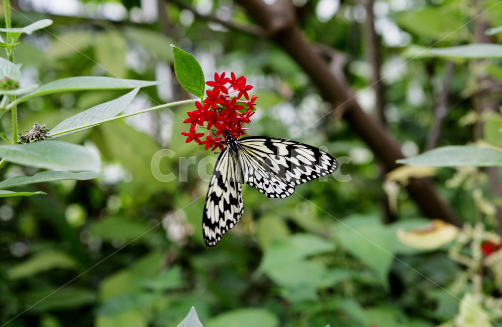 나비,꽃,곤충,자연,호랑나비,벌레,식물,접사,butterfly,flower,bug,insect,nature,곤충,벌레,insect,bug