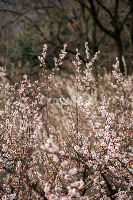 매화,꽃,자연,봄,나무,근접,봄,계절,spring,season,식물,자연,plants,nature,꽃,flower,plant,blossom