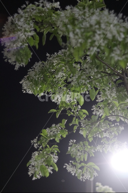 이팝나무꽃,밤,흰색,쌀모양,봄,야경,밤,풍경,nightscape,night,landscape,식물,자연,plants,nature,꽃,flower,plant