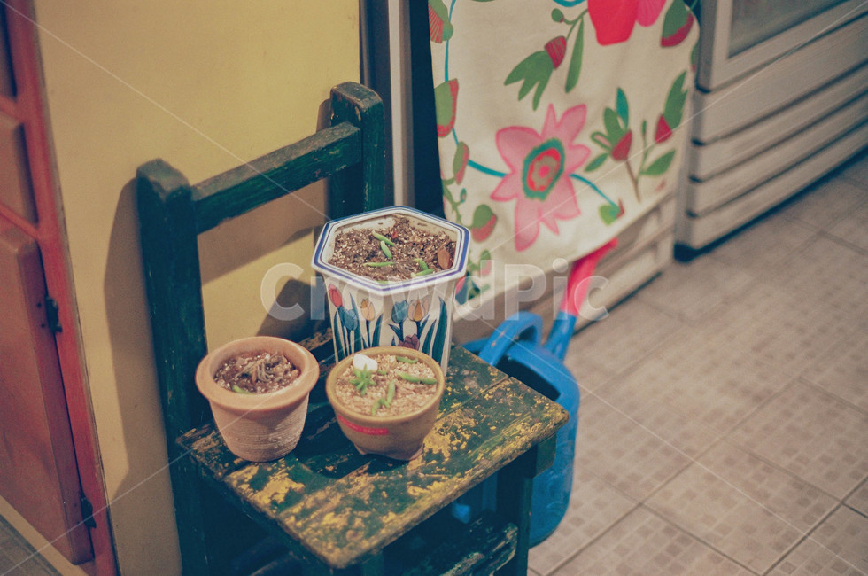 화분,의자,흙,필름사진,감성사진,실내용화초,화분,화초,house plant