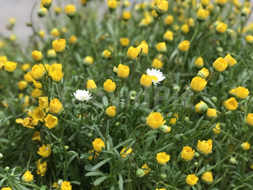 봄,풍경,노랑,꽃,식물,봄,계절,spring,season,식물,자연,plants,nature,꽃,flower,field,들,grassland,목초지,outdoors,옥외,plant,potted plant,화분,jar,항아리,vase,병 장식,pottery,도기류