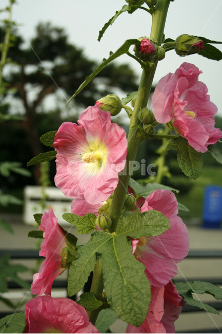 접시꽃,식물,flower,plants,nature,꽃,꽃봉오리,식물,자연,plants,nature,꽃,flower