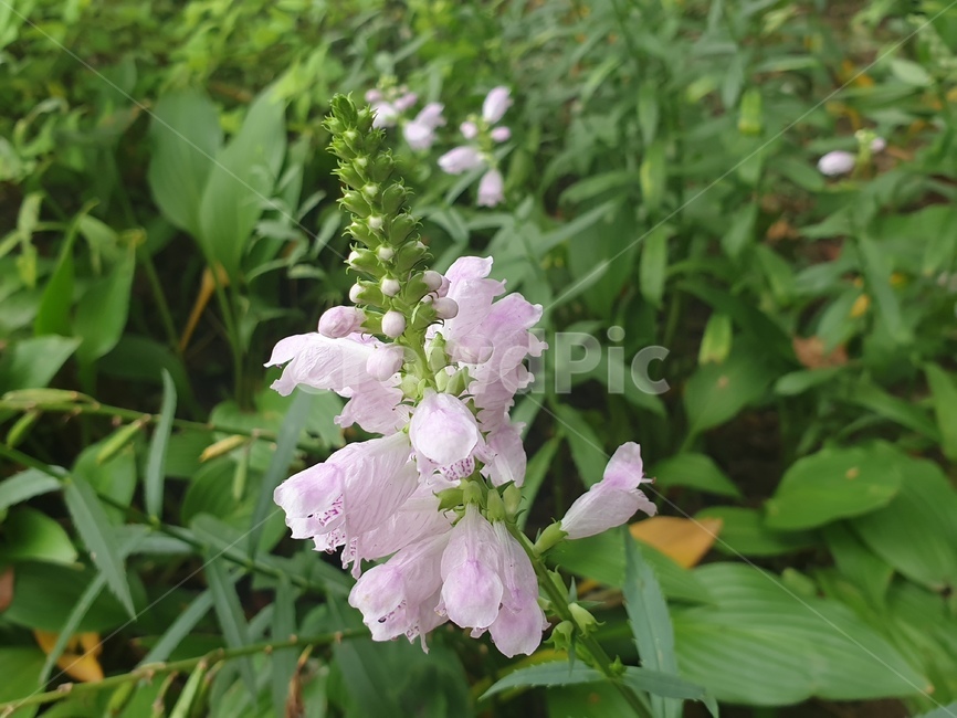 plant,식물,blossom,꽃,flower,봄,식물원