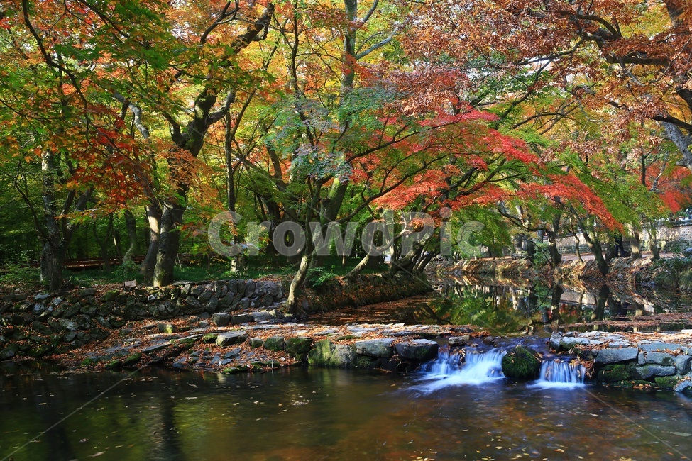 water,물,nature,자연,outdoors,옥외,tree,나무,plant,식물,leaf,잎,treetrunk,나무줄기,maple,단풍,고창,선운사,선운사가을,도솔천,도솔천가을,추색,만추,가을,계절,단풍잎,낙옆,반영