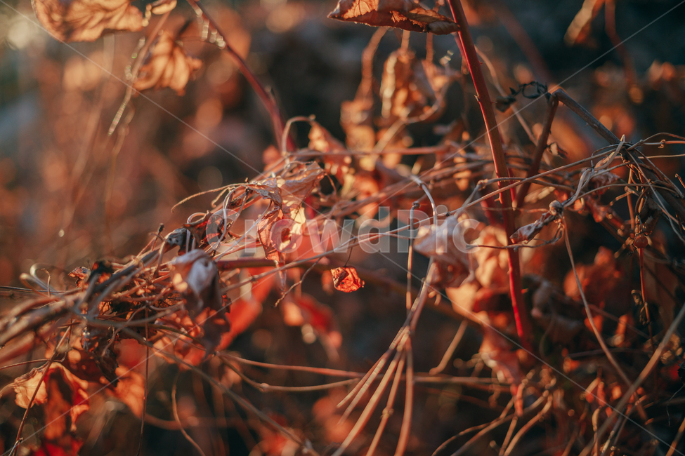 단풍,낙엽,메이플,넝쿨,겨울,계절,autumn,seasson,햇살,햇볕,빛,붉은,나뭇잎,가을