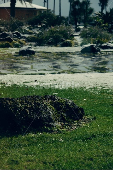 제주도,제주,jeju,한국,korea,이끼,초록,자연,풍경,nature,landscape,plant,식물,algae,조류