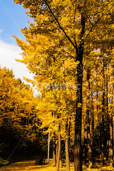 은행,은행잎,은행나무,은행나무잎,은행숲,은행나무숲,가을,계절,fall,autumn,season,자연,풍경,nature,landscape,tree,나무,plant,식물