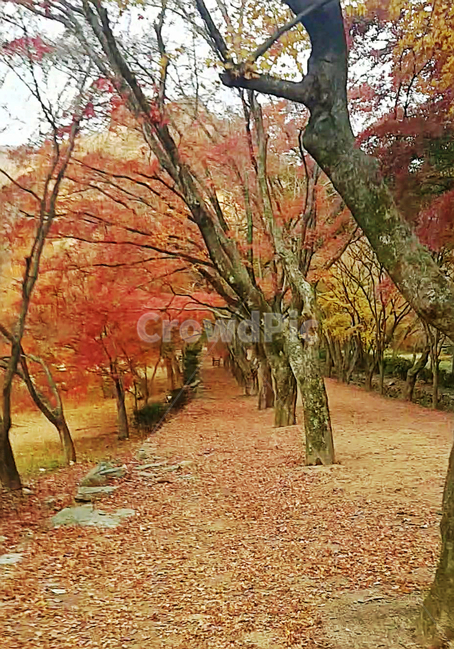 단풍,내장산,단풍터널,낙엽,만추,가을,계절,fall,autumn,season