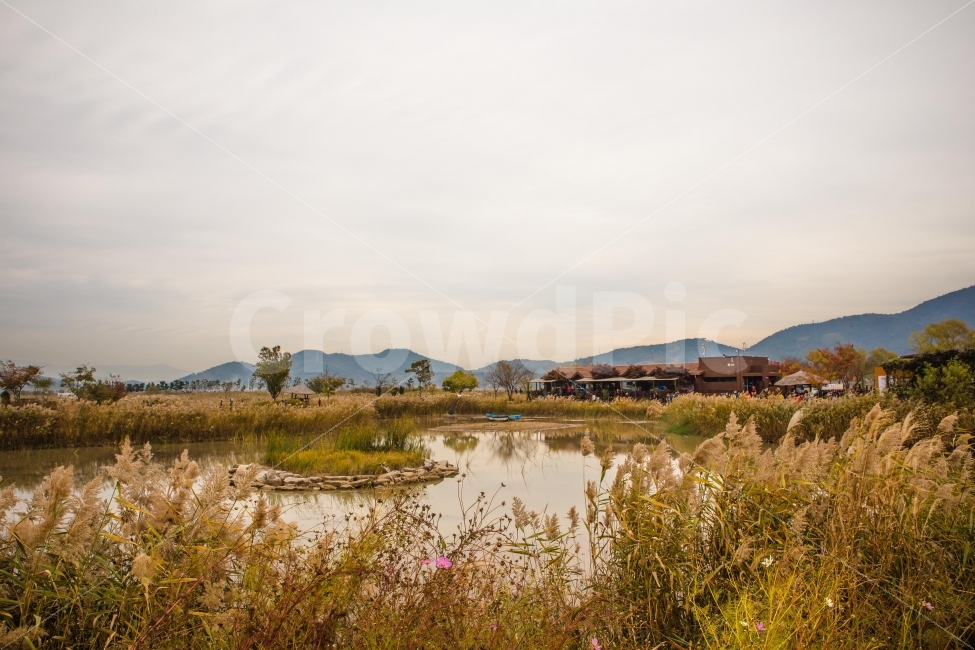 Jeollado,Reed,Suncheon Bay,sight,reed field