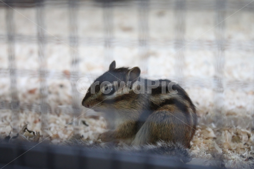 화담숲,다람쥐,여름날,동물,귀여움,동물,animal,포유류,mammal