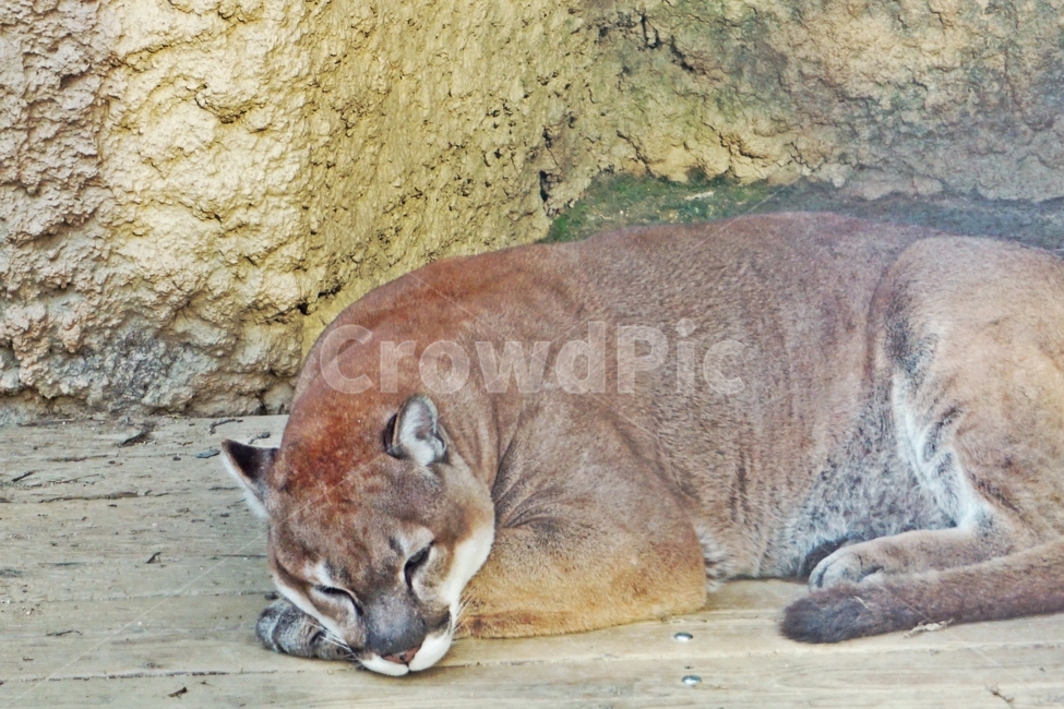 갈색,육식,동물,포유류,고양이과,여우,검은색,잡식,animal,nature,동물보호,동물원,park,animalpark,자연,야생,동물,animal,포유류,mammal