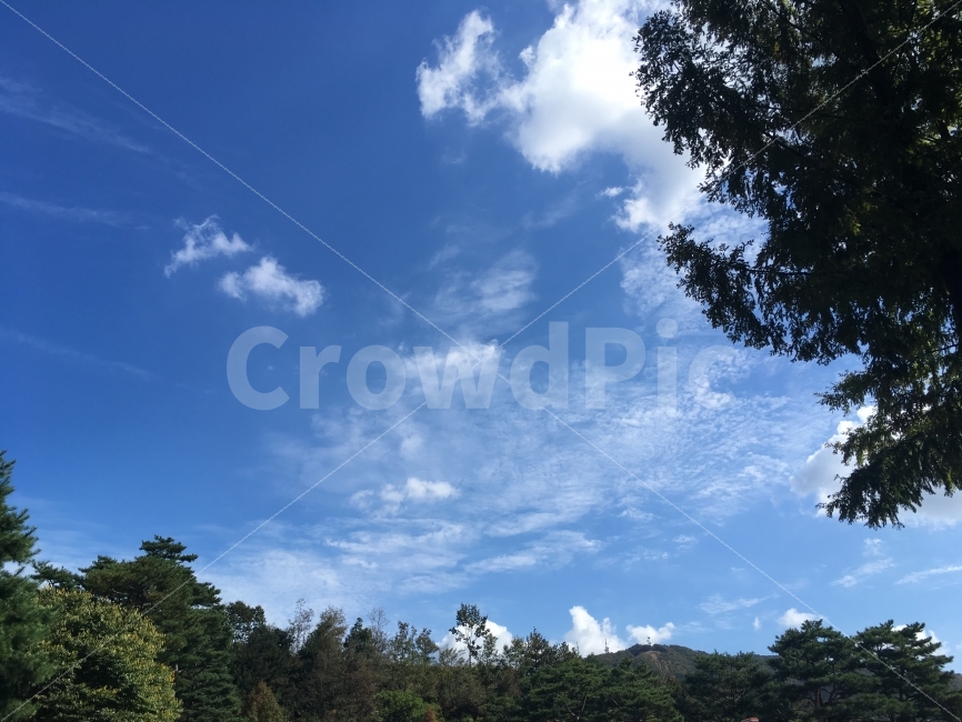나무,구름,하늘,풍경,배경,자연,Blue,White,Tree,Natural,자연,풍경,nature,landscape