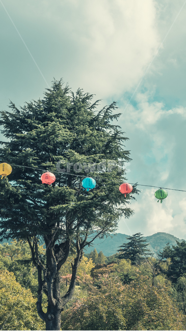 연등,불국사,부처님,하늘,tree,나무,plant,식물,fir,전나무,종교,신앙,religion,belief,faith