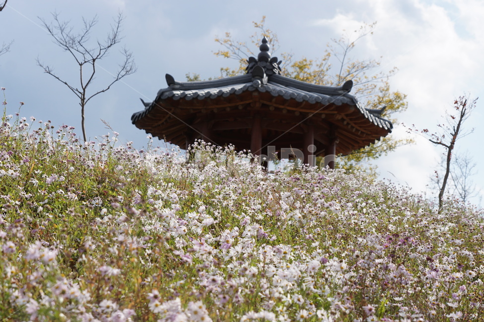 가을,구절초,자연,꽃,식물,정자,쉼터,언덕,나무,하늘,구름,예쁨,autumn,trees,sky,fall,season,flower,풍경,계절,자연풍경,가을,계절,fall,autumn,season,자연,풍경,nature,landscape,한국자연풍경,한국자연경관,korea nature landscape,한국전통,한국문화,korean traditional,korean culture