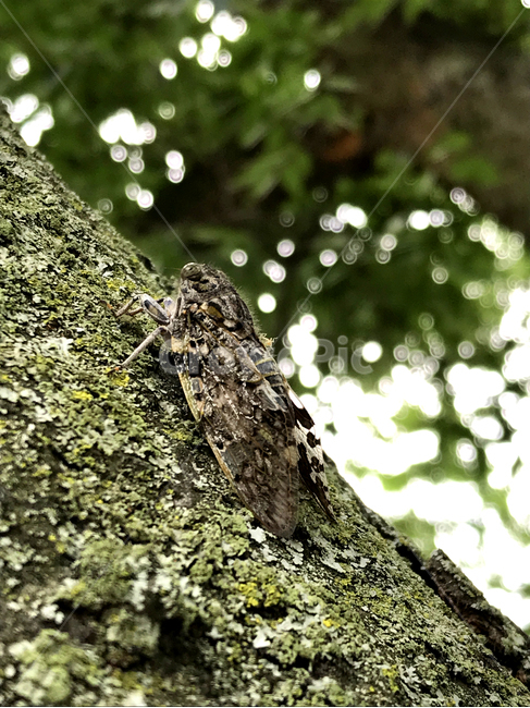 나무,여름,매미,식물,곤충,곤충,벌레,insect,bug