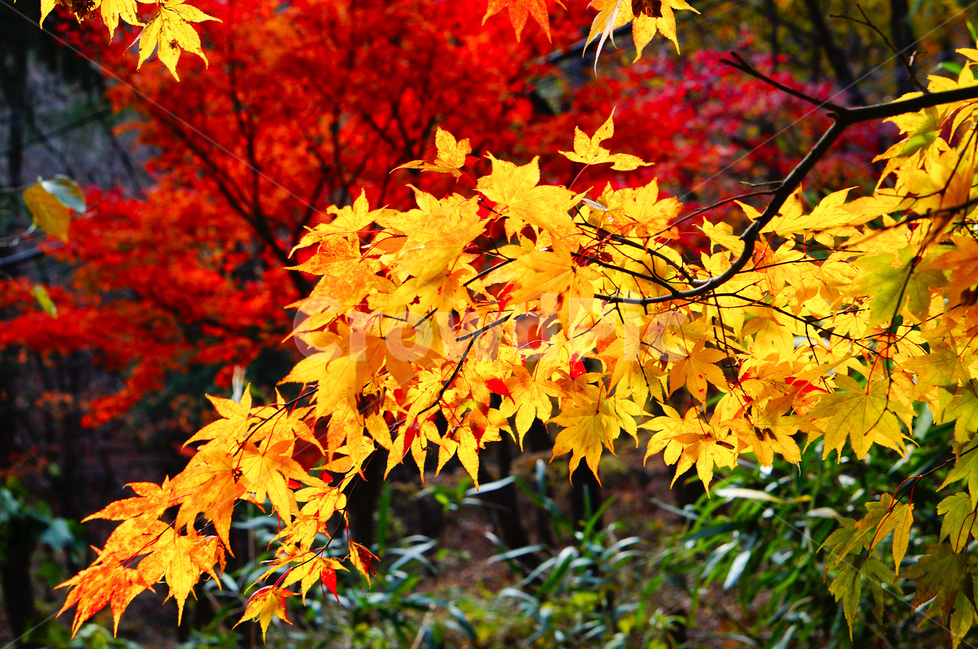 단풍나무,노랑,빨강,풍경,가을,가을,계절,fall,autumn,season,식물,자연,plants,nature,leaf,잎,plant,tree,나무,maple,단풍