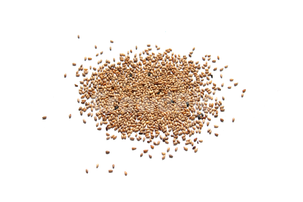 brown,closeup,dry,dummy,food,gold,grain,macro,meal,natural,nature,organic,plant,seed,seeds,sesame,sesameseed,sesameseeds,top,topangle,topview,yellow,깨,참깨,곡식,곡류,음식,음식재료,식재료,식물,씨앗,씨,갈색,브라운,말린,말리는,건조,자연,클로즈업,탑앵글,탑뷰,깨소금,농작물,농촌,농사,흰배경,더미,덩어리,많은,모아놓은,모으다,화이트,흰색,음식,식재료,요리,food,cook,meal,dishes,food reserves,곡류,곡식,cereals