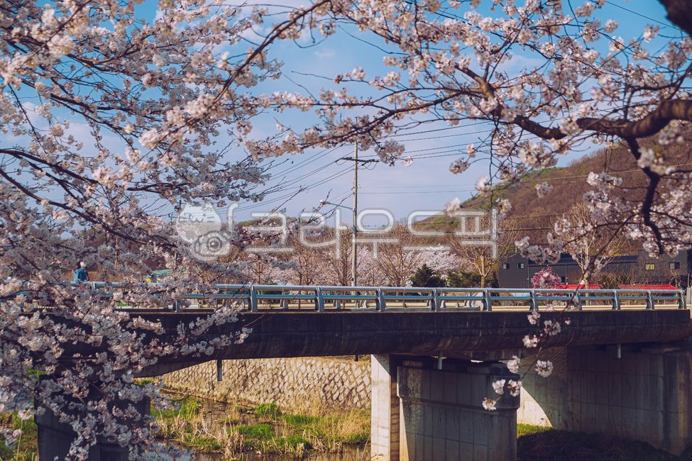 cherry,blue sky,pink,beauty,gardening,earlyspring,cherryblossom,blossoming,cherryblossoms,scenery,flower road,trees,spring,spring flowers,beautiful,white,romantic,park,floral,sky,sakura,blossom,wallpaper,natural,nature,countryside,pinksakura,tree,flower,o