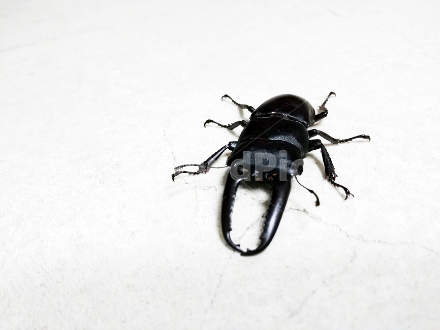 stagbeetle,사슴벌레,넓적사슴벌레,곤충,bug,누끼,검정,black,곤충관찰,closeup,동물,animal,곤충,벌레,insect,bug