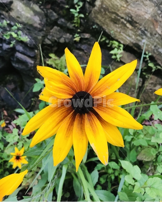 루드베키아,노랑,초록,꽃,식물,자연,yellow,green,flower,plants,nature