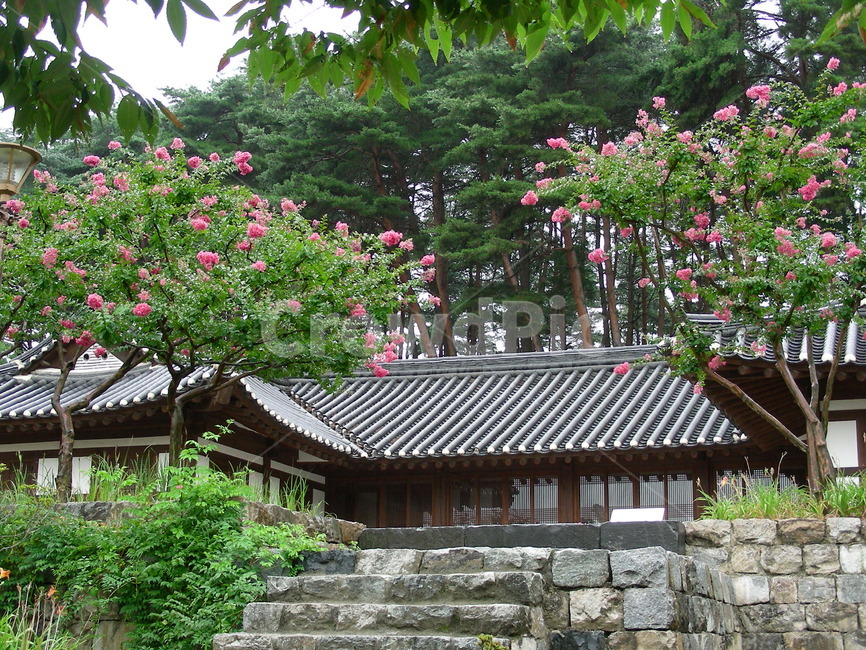 강릉선교장,배롱나무,여름,비오는날,풍경,한국전통,한국문화,korean traditional,korean culture,건축물,건물외관,exterior,building,structure,architecture,construction