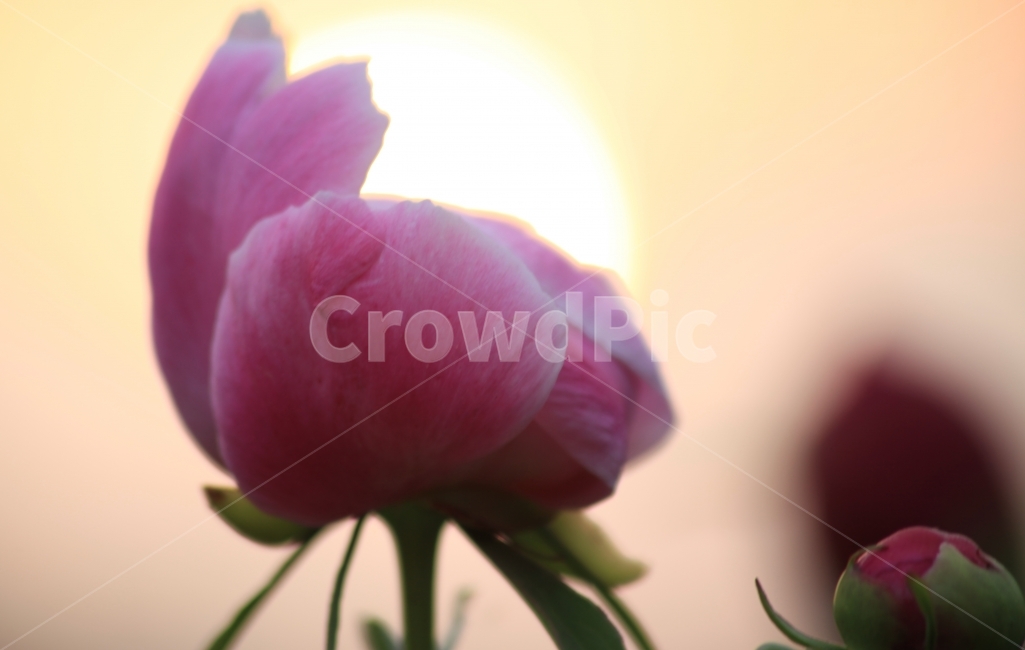 꽃,봄꽃,석양과꽃,작약,작약꽃,식물,자연,plants,nature,꽃,flower