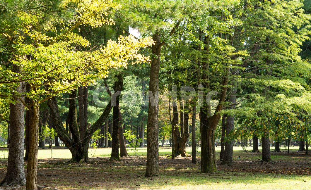 남이섬,tree,식물,plant,나무줄기,자작나무
