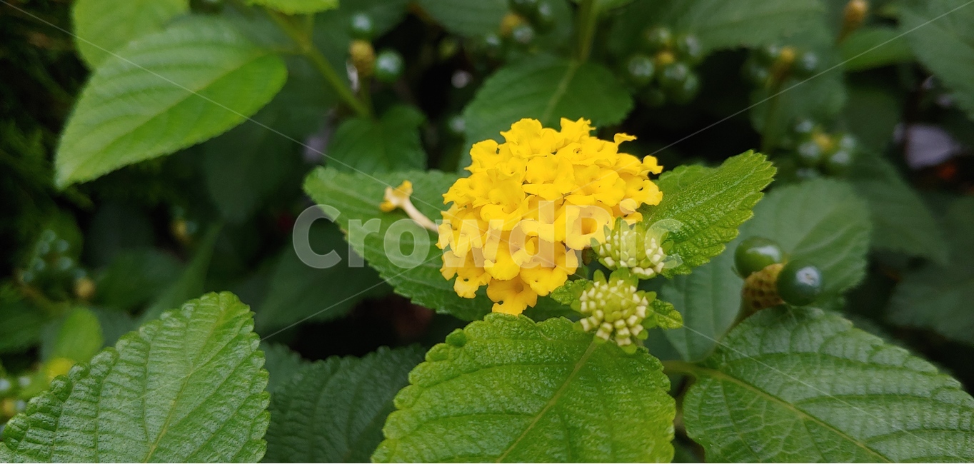 자연,식물,꽃,노란꽃,노란색,yellow,여름꽃,식물,자연,plants,nature,꽃,flower