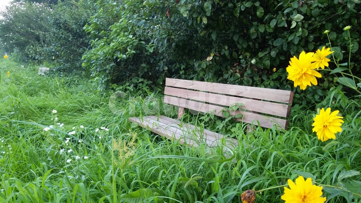 밴취,나무의자,풀,싱그러운풀,가구,furniture,bench,벤치