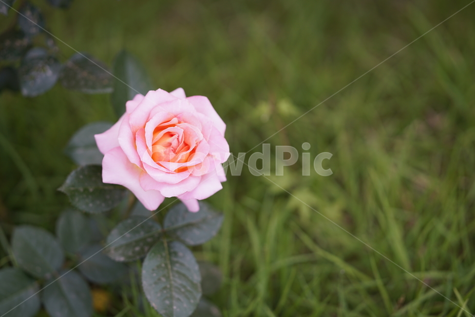장미,꽃,자연,로즈,플라워,flower,rose,생명,풍경,감성사진,감성,잎,컬러,칼라,색감,식물,자연,plants,nature,꽃,flower