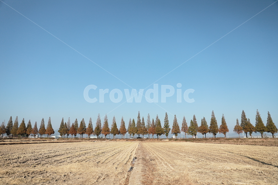 죽동,죽동마을,메타세콰이어,나무,하늘,풍경,자연,풍경,nature,landscape,plant,식물,tree,fir,전나무,gravel,자갈,dirt road,흙길,road,도로,ground,바닥