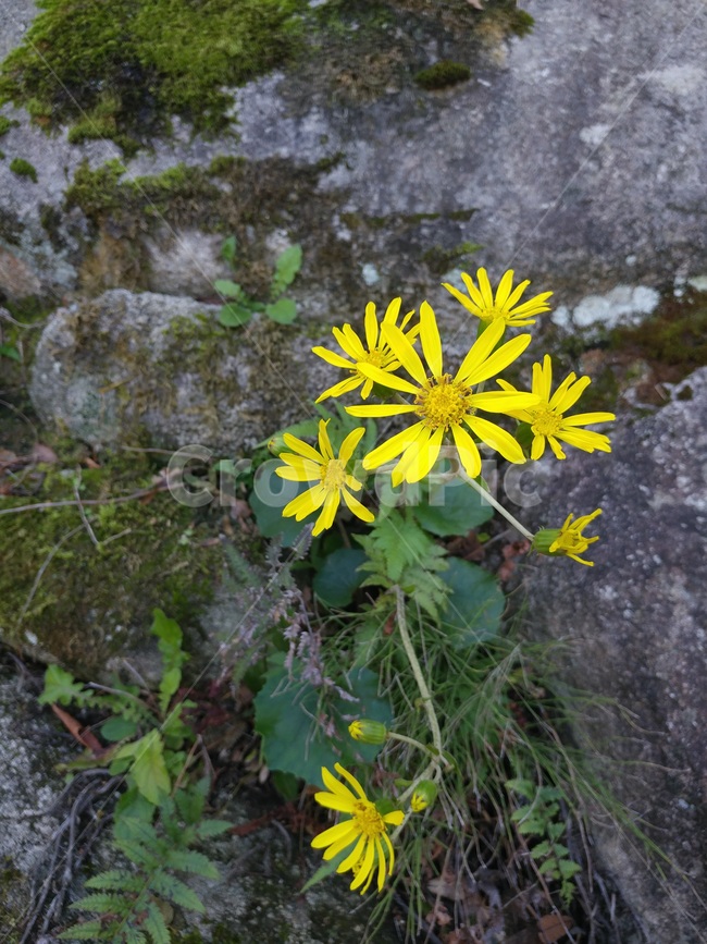 꽃,바위,자연,노랑,풀,식물,자연,plants,nature,꽃,flower