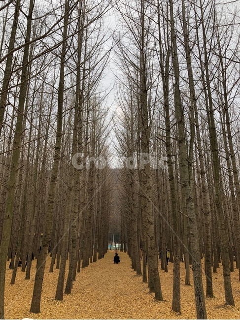 은행나무,나무,숲,가을,가을나무,은행,도리마을,경주