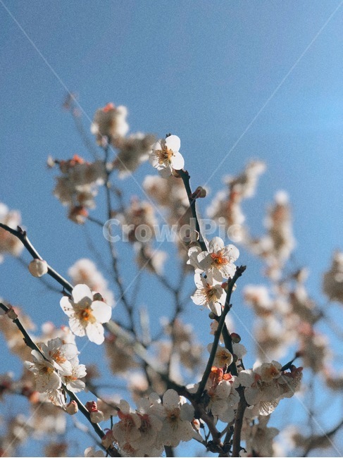벚꽃,나무,봄,벚꽃나무,꽃,식물,자연,plants,nature,꽃,flower