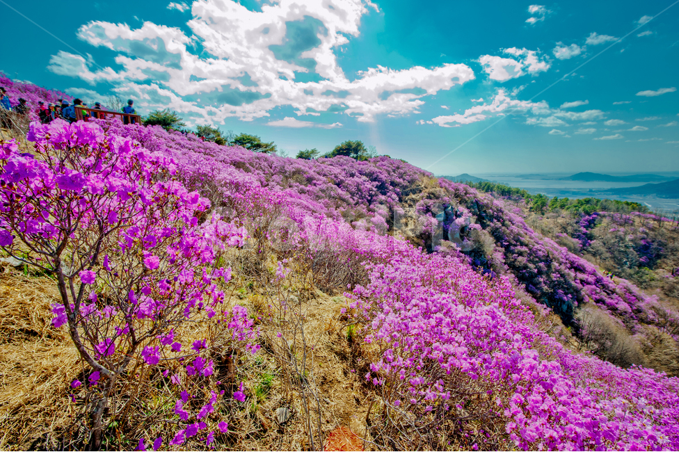 고려산,진달래,강화도,아름다움,꽃,자연,풍경,nature,landscape,한국자연풍경,한국자연경관,korea nature landscape,plant,식물
