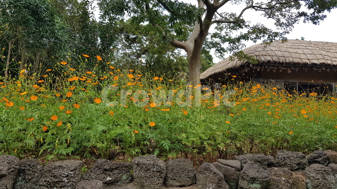 한국,한옥,대한민국,한국적,korea,자연,건물,오두막,농촌,꽃,nature
