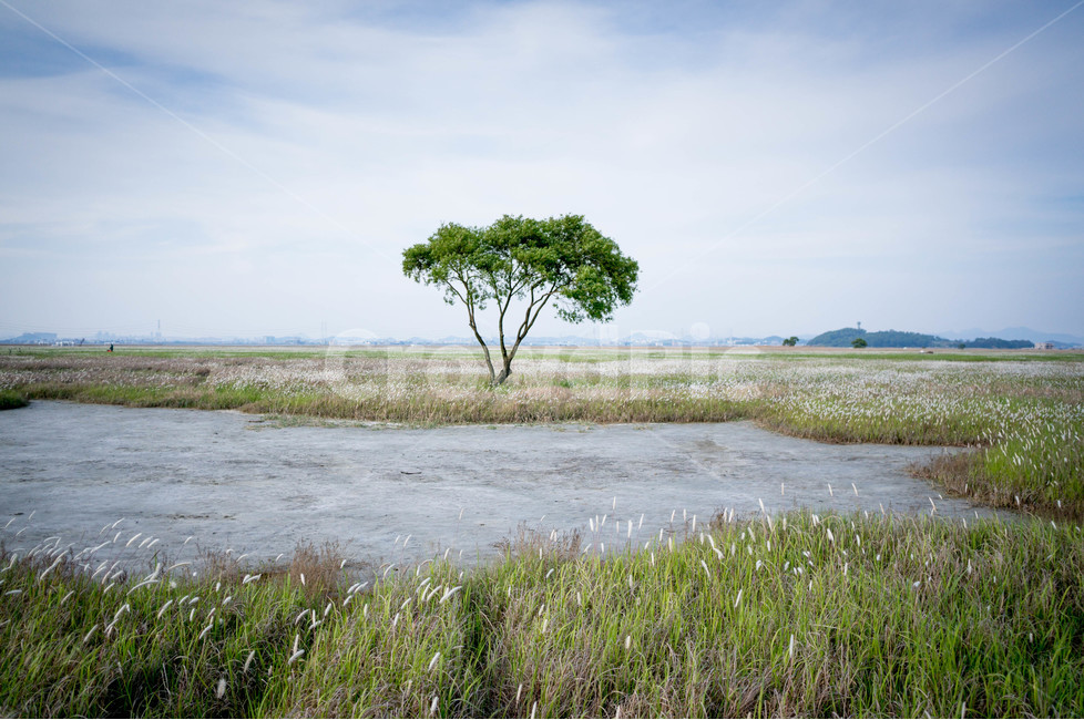 수섬,나무,자연,풍경,들판,landscape,대자연,경기도,화성,한국의세렝게티,광활함,nature,tree,하늘,자연,풍경,nature,landscape,식물,plants,나무,trees,wood,land,땅,outdoors,옥외,water,물