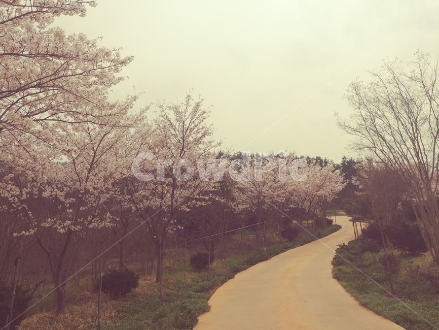 꽃길,벚꽃,길,산책,자연,자연,풍경,nature,landscape,plant,식물