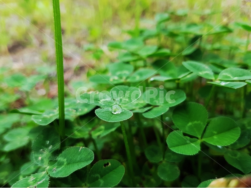 토끼풀,클로버,clover,사료,식물,비료식물,이슬,물방울,풀,식물,자연,plants,nature
