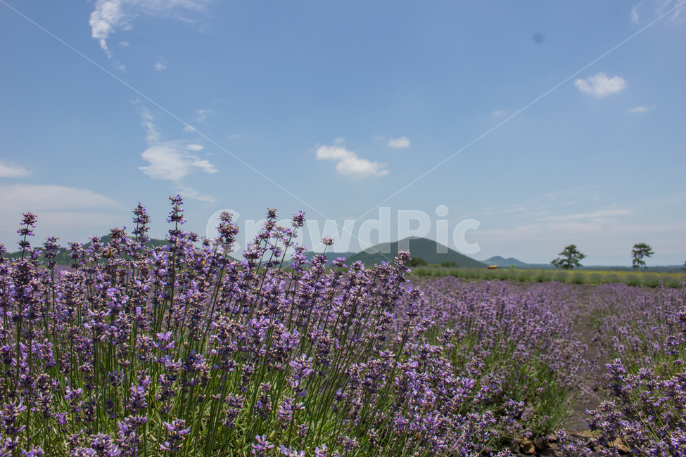 라벤더,자연,꽃,보라,풀,들판,풍경,잎,산,들,lavendar,nature,flower,green,purple,organic,grass,leaf,yard,hill,landscape,sunny,제주,제주도,jeju,jejuisland