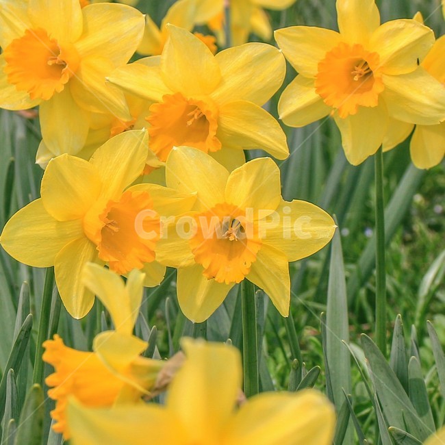봄,꽃,노란색,수선화,flower,식물,자연,plants,nature,꽃,flower